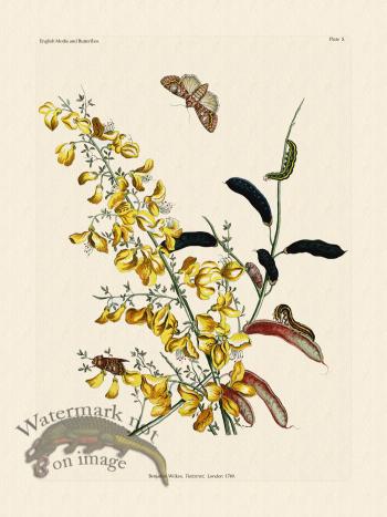 Wilkes Butterflies 006